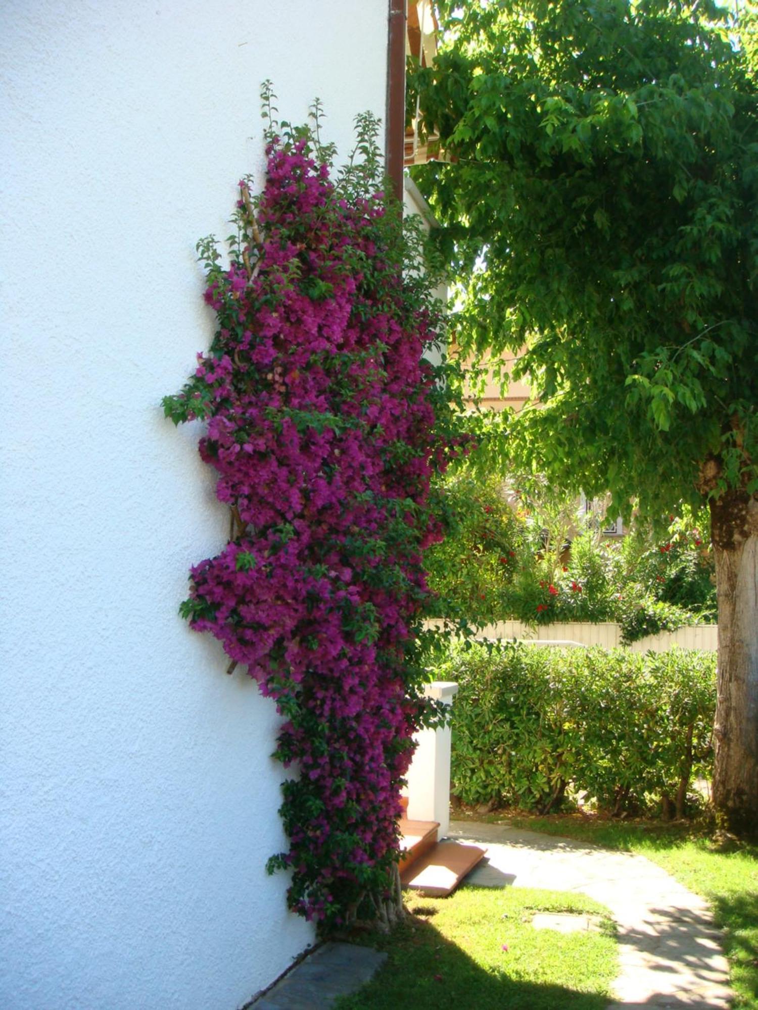 Villetta Cinquale Versilia מראה חיצוני תמונה